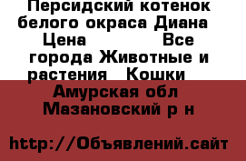 Персидский котенок белого окраса Диана › Цена ­ 40 000 - Все города Животные и растения » Кошки   . Амурская обл.,Мазановский р-н